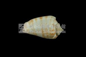 紅嬌鳳凰螺藏品圖，第2張
