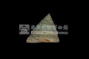 細紋鐘螺藏品圖，第2張