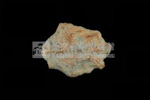 星笠螺藏品圖，第2張