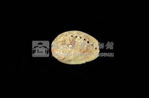 九孔螺藏品圖，第2張