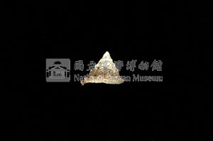 細紋鐘螺藏品圖，第2張
