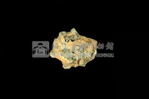 星笠螺藏品圖，第2張
