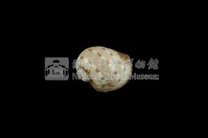 蝴蝶玉螺藏品圖，第2張