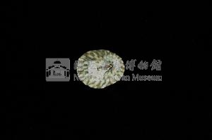 花帽青螺藏品圖，第2張