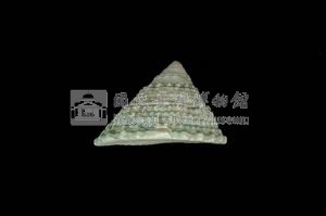 細紋鐘螺藏品圖，第2張