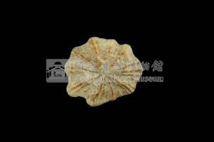星笠螺藏品圖，第2張