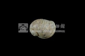蝴蝶玉螺藏品圖，第2張