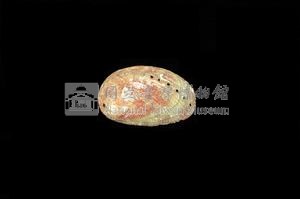 九孔螺藏品圖，第2張