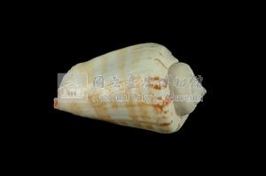 紅嬌鳳凰螺藏品圖，第2張
