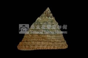 細紋鐘螺藏品圖，第2張