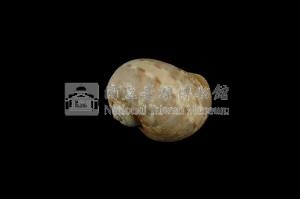 蝴蝶玉螺藏品圖，第2張