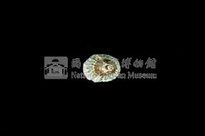 花帽青螺藏品圖，第2張