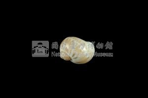 蝴蝶玉螺藏品圖，第2張