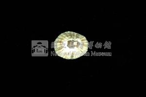 花帽青螺藏品圖，第2張