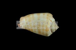 紅嬌鳳凰螺藏品圖，第2張