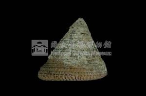 細紋鐘螺藏品圖，第2張