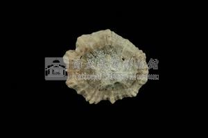 星笠螺藏品圖，第2張