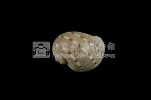 蝴蝶玉螺藏品圖，第2張