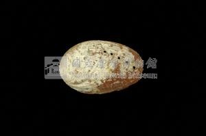 九孔螺藏品圖，第2張