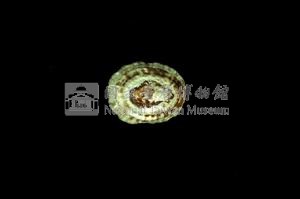花帽青螺藏品圖，第2張