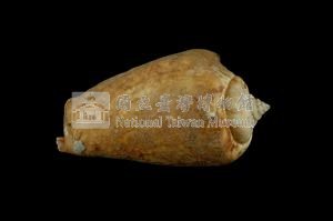 紅嬌鳳凰螺藏品圖，第2張
