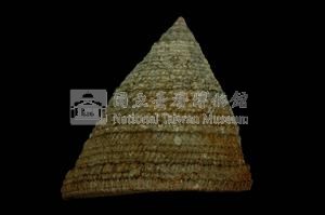 細紋鐘螺藏品圖，第2張