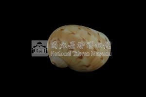 蝴蝶玉螺藏品圖，第2張