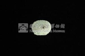 花邊青螺藏品圖，第2張