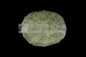 射線青螺藏品圖，第2張