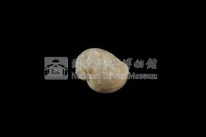 蝴蝶玉螺藏品圖，第2張