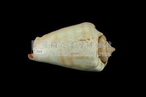 紅嬌鳳凰螺藏品圖，第2張
