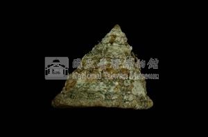 細紋鐘螺藏品圖，第2張