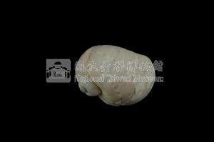 蝴蝶玉螺藏品圖，第2張