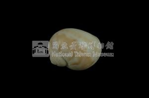 蝴蝶玉螺藏品圖，第2張