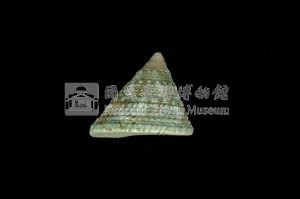 細紋鐘螺藏品圖，第2張