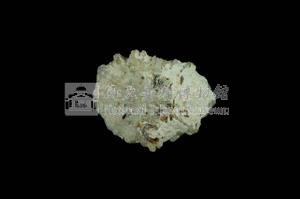 星笠螺藏品圖，第2張