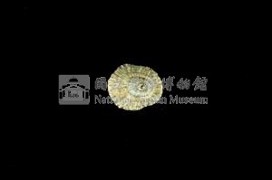 花帽青螺藏品圖，第2張