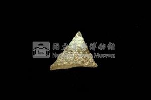 細紋鐘螺藏品圖，第2張