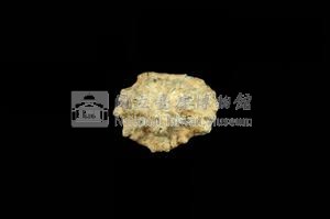 星笠螺藏品圖，第2張