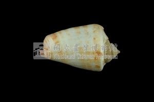 紅嬌鳳凰螺藏品圖，第2張