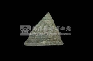細紋鐘螺藏品圖，第2張