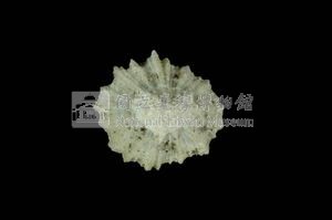 星笠螺藏品圖，第2張