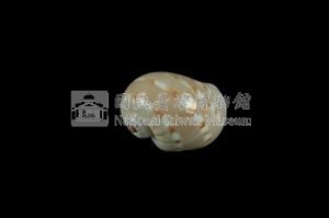 蝴蝶玉螺藏品圖，第2張
