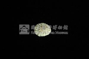 花邊青螺藏品圖，第2張