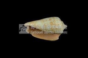 紅嬌鳳凰螺藏品圖，第3張