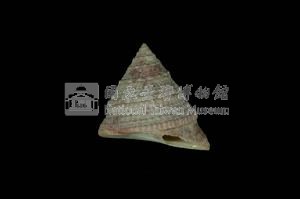 細紋鐘螺藏品圖，第3張