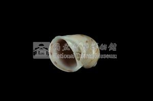 蝴蝶玉螺藏品圖，第3張
