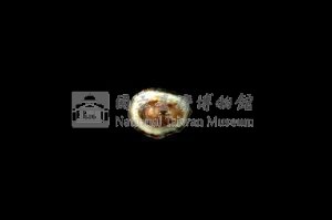 花邊青螺藏品圖，第3張