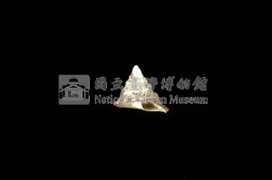 細紋鐘螺藏品圖，第3張
