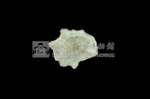 星笠螺藏品圖，第3張
